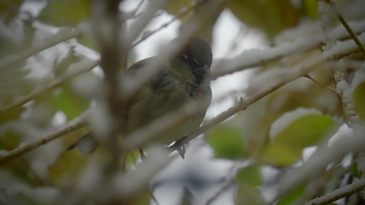Tiny Sparrow bird sitting on snowy tree branch in winter season, close up view
