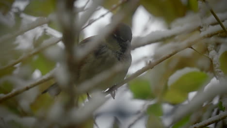 tiny sparrow bird sitting on snowy tree branch in winter season, close up view