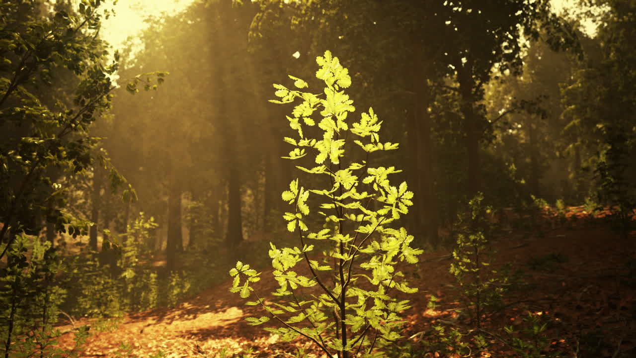 rayos de sol iluminando un pequeño árbol en el bosque