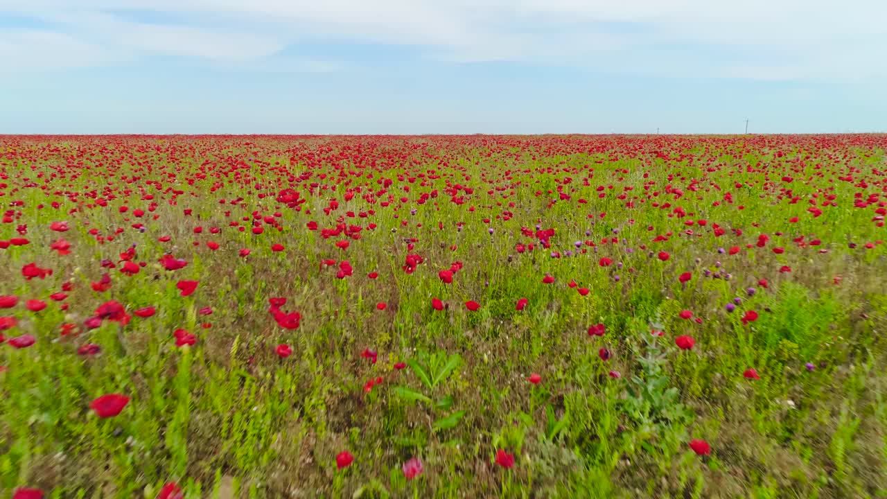 부분적 으로 구름 이 가득 한 하늘 아래 있는 거대한 포피