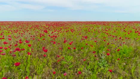 vasto campo de amapolas bajo un cielo parcialmente nublado