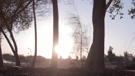 Amanecer-En-El-Bosque---Lapso-De-Tiempo---Cámara-Fija