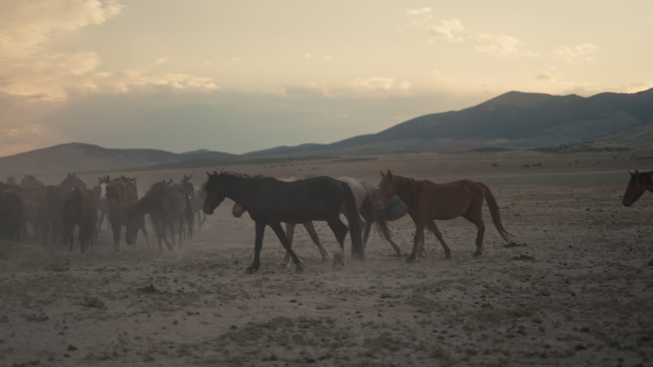 Cavalos selvagens ao pôr-do-sol