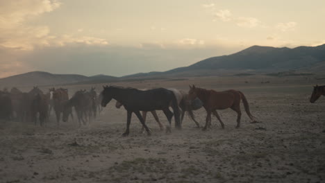 wild horses at sunset