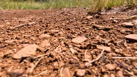 ants working together to move earth