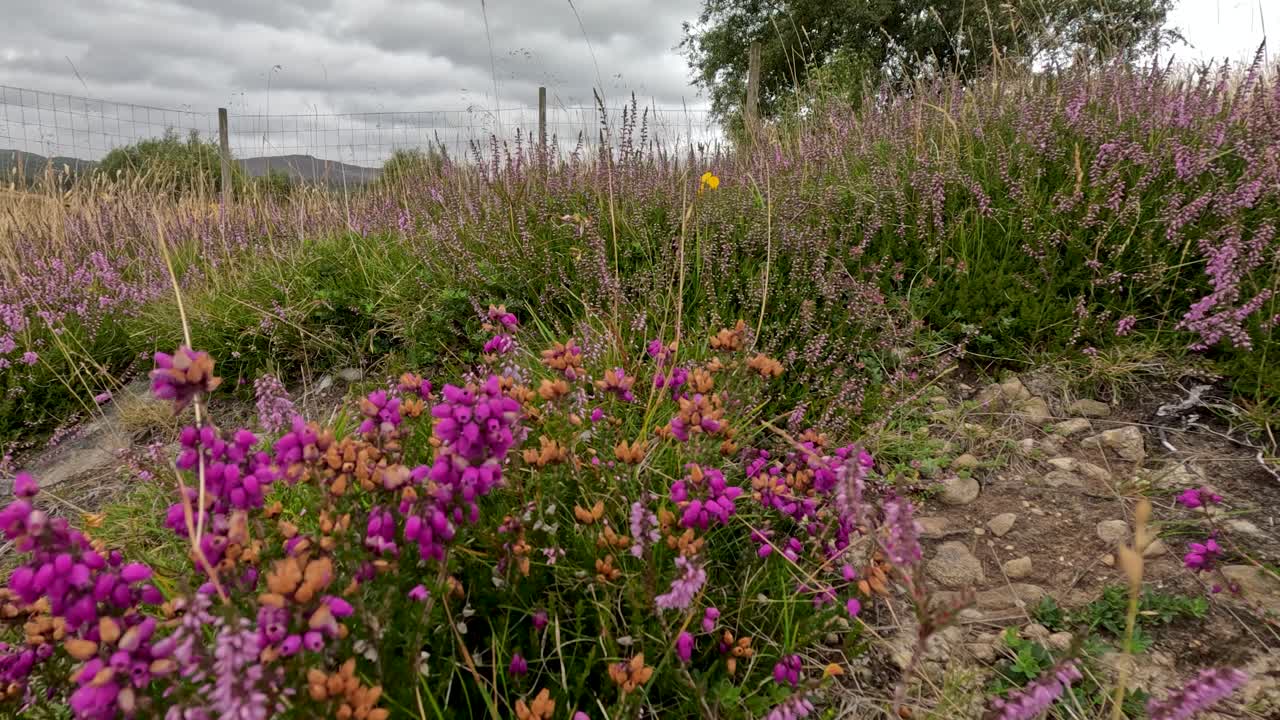 Camera glides low over blooming heather and wildflowers in overcast Scottish Highlands countryside