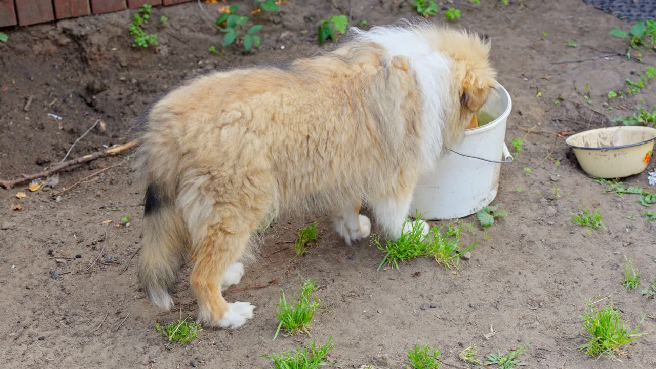 adorable cachorro collie áspero bebiendo de un cubo sucio en el jardín