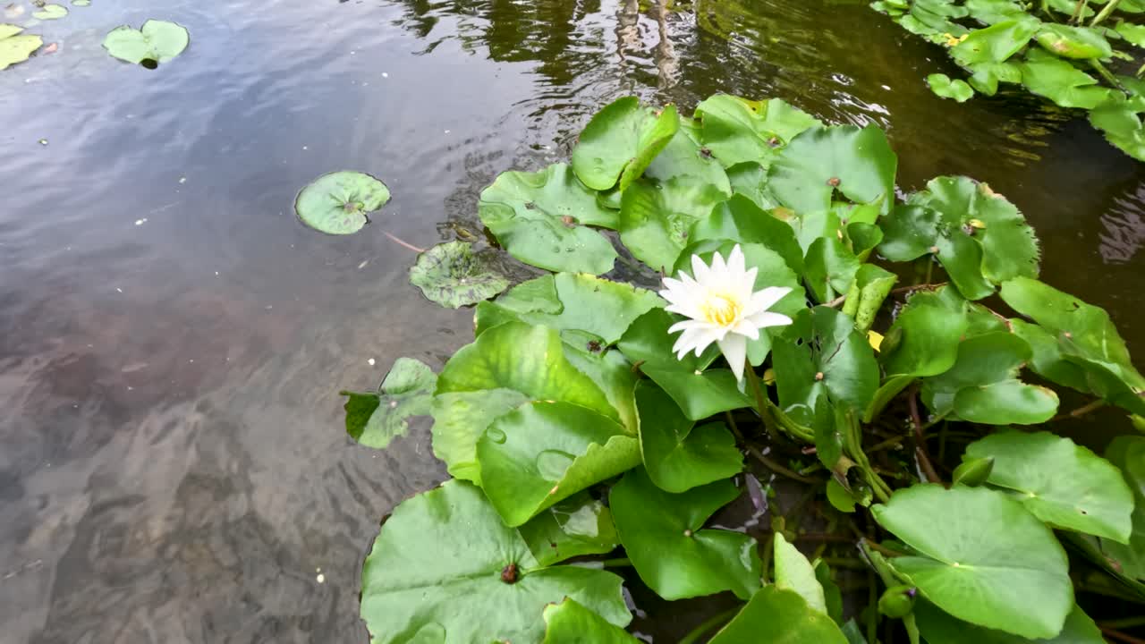White lotus flower and green lily pads in tranquil pond, daylight, gentle camera movement, outdoors