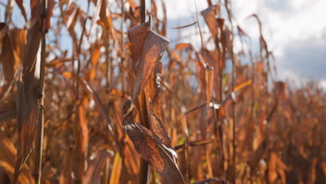 stunning closeup of corn stalks in the fall