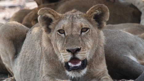 Female-Lion-Lying-Under-The-Tree-Shade-On-A-Hot-Summer-Day-In-Africa