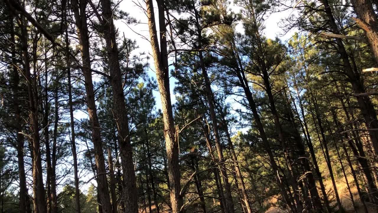 Trees lightly swaying in the breeze in a wooded area in Nebraska