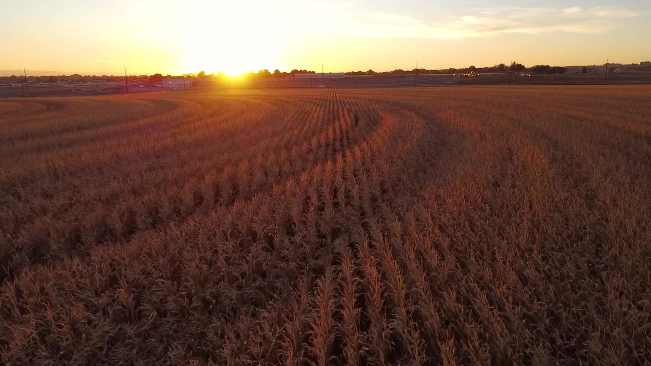 Video con drone che sorvola un campo di mais durante il tramonto in autunno