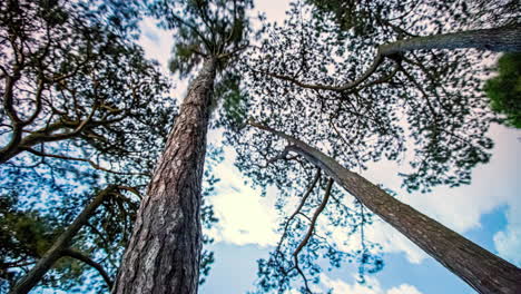 timelapse de ángulo bajo mirando hacia los árboles y