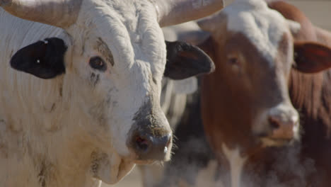 white bull blows hot steam out it's nostrils on a cold winter day in rural texas farmland