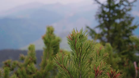 close up of dwarf pine tree - pinus mugo - in high altitude in national park of high tatras, slovakia