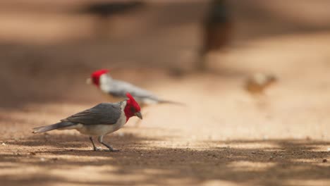 Red-crested-cardinal-birds-eating-on-sandy-ground-of-Maui,-Hawaii