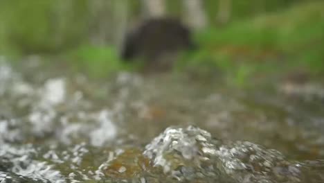 close-up of a stream flowing over rocks