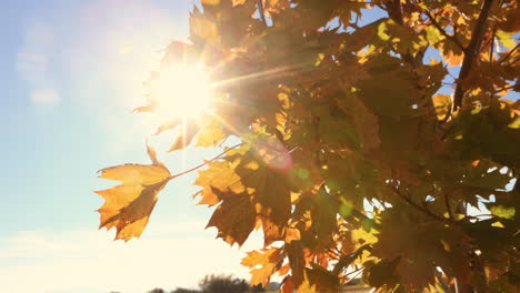 sun reflecting on fall colored leaves bozeman montana 4k