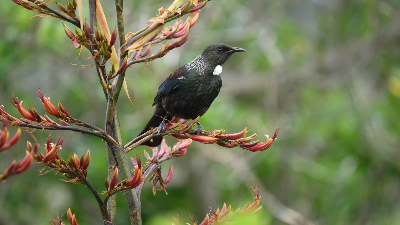 pájaro tui alimentándose de néctar en un arbusto de lino en nueva zelanda