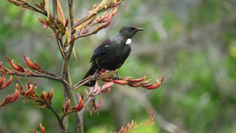 Pájaro-Tui-Alimentándose-De-Néctar-En-Un-Arbusto-De-Lino-En-Nueva-Zelanda