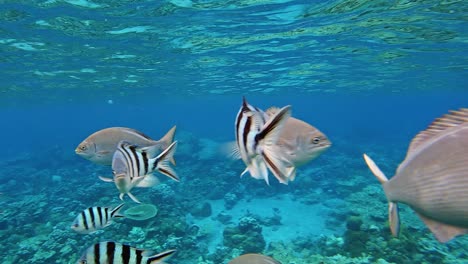 underwater close up shot of several different fish species swimming in crystal clear sea water