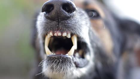 An Evil German Shepherd Barks into the Cell Enraged Dog the Scary Dog Growls and Looks at us
