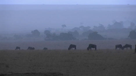 a herd of wildebeest graze in the rain