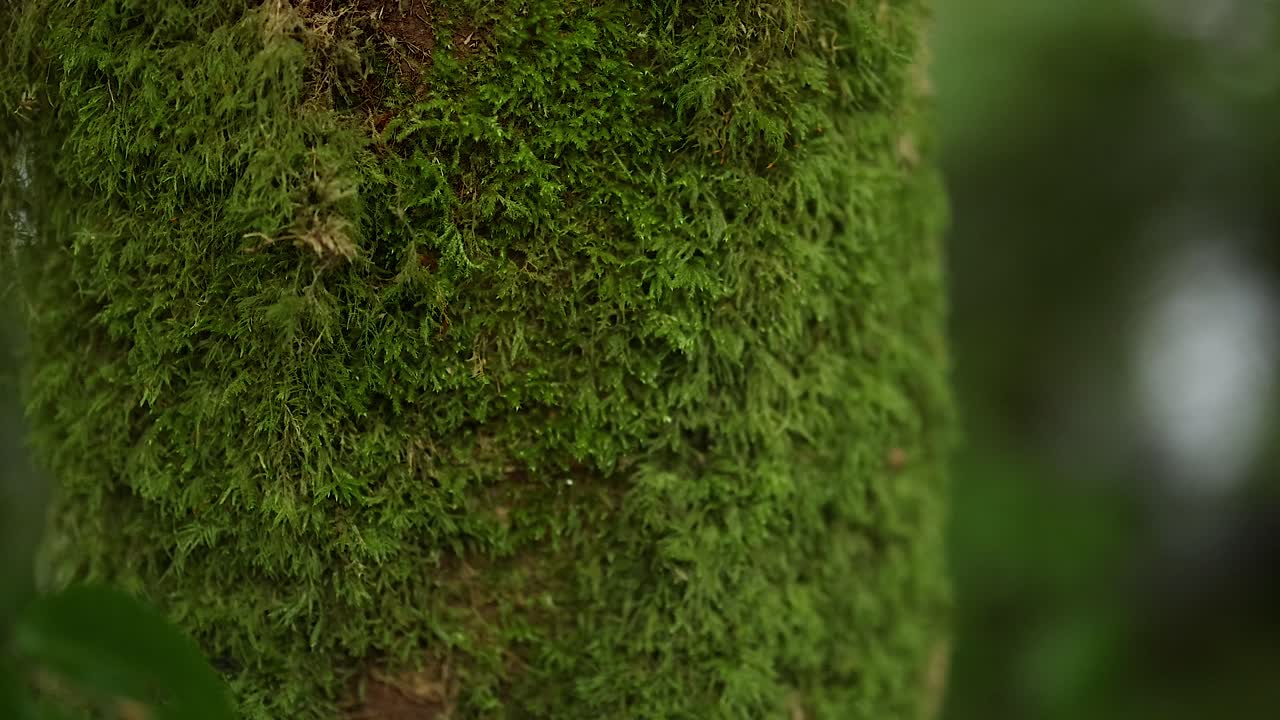 Prossimo piano del muschio sul tronco dell'albero
