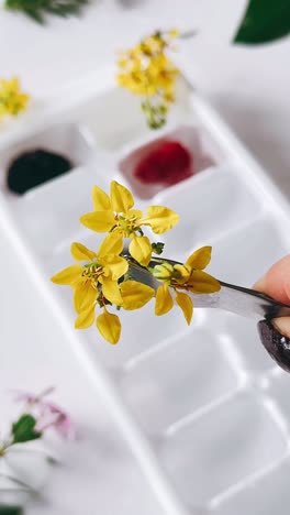 yellow flowers and berries in ice cube trays