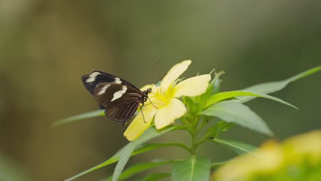 Zarter-Schmetterling,-Der-Eine-Mahlzeit-Auf-Einer-Leuchtend-Gelben-Blume-Genießt