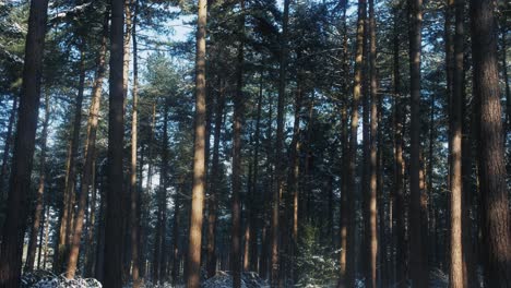 a slow motion tilt-down captures the tranquil beauty of a snow-covered forest, focusing on tall pine trees in soft sunlight