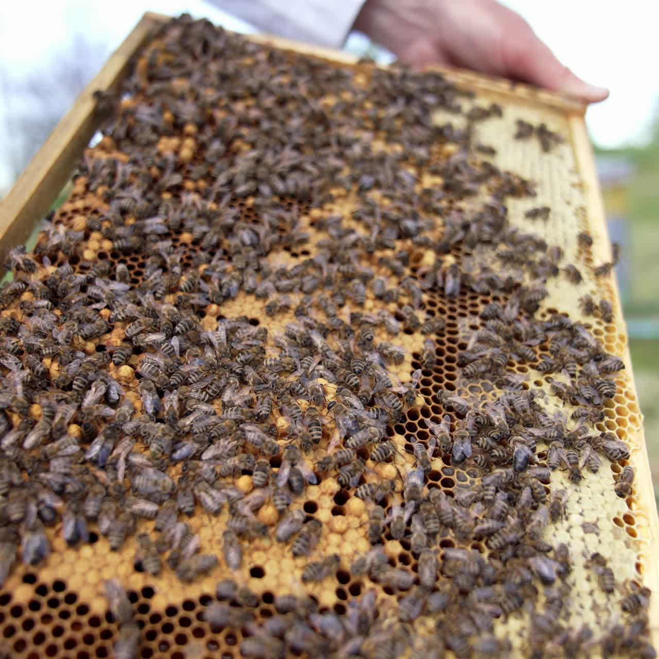 Bees on frame. Family of bees sealing ready honeycombs full of honey. Beekeeper holding frame with bees crawling on it. Close-up