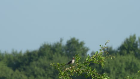 A-Northern-Mockingbird-perched-on-a-branch-and-singing-in-the-summer-sunshine-before-jumping-into-the-air