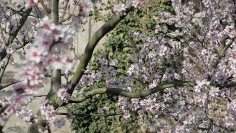 white cherry blossoms with green ivy and an old wall in the background