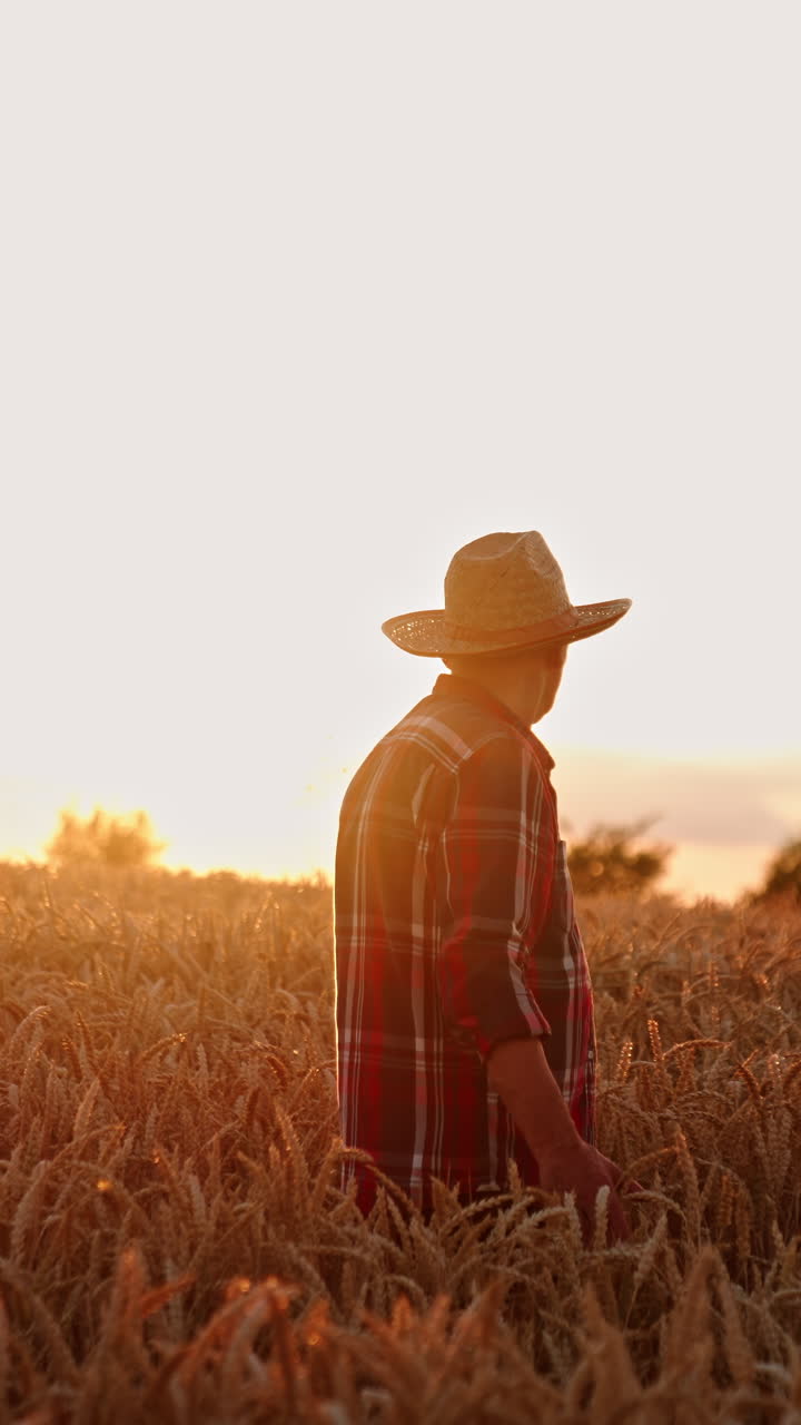 Ageing farmer in a straw hat goes though the beautiful field of wheat. Man in a farmland before harvest season. Vertical video