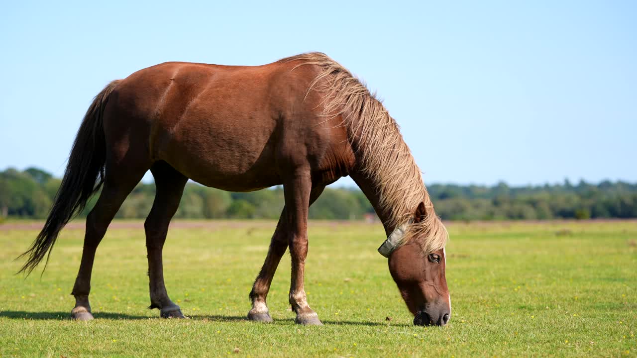 Gros plan d'un cheval brun paissant dans un champ dans la New Forest, dans le Hampshire, Royaume-Uni.