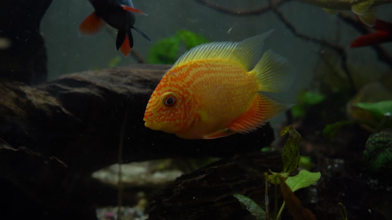 바다에서 수영하는 물고기