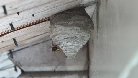 Una-Avispa-Negra-amarilla-Vuela-A-La-Construcción-De-Su-Nido-Bajo-Un-Voladizo-De-Techo-De-Madera