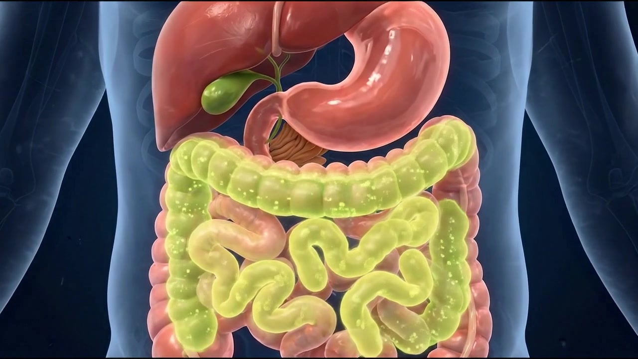 Digestive organs glowing inside dark blue torso silhouette on medical screen