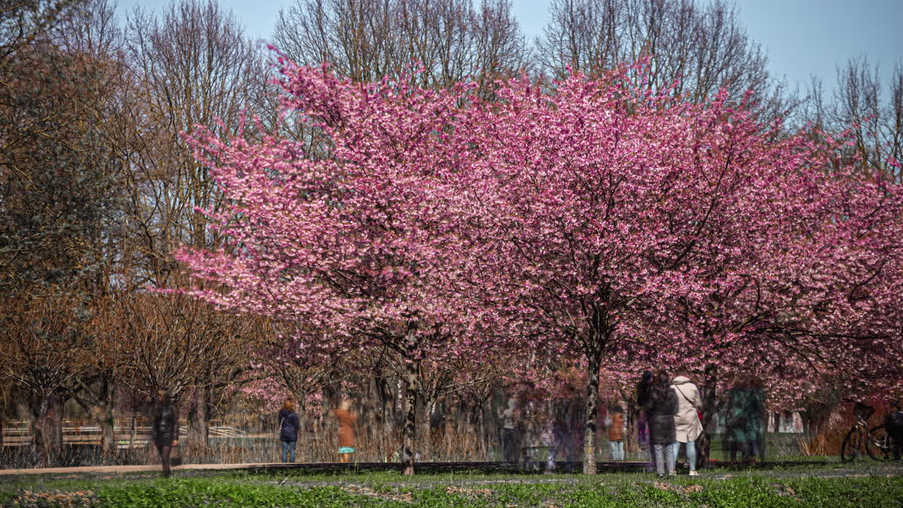 Timelapse of people taking pictures admiring cherry blossom flowers on trees