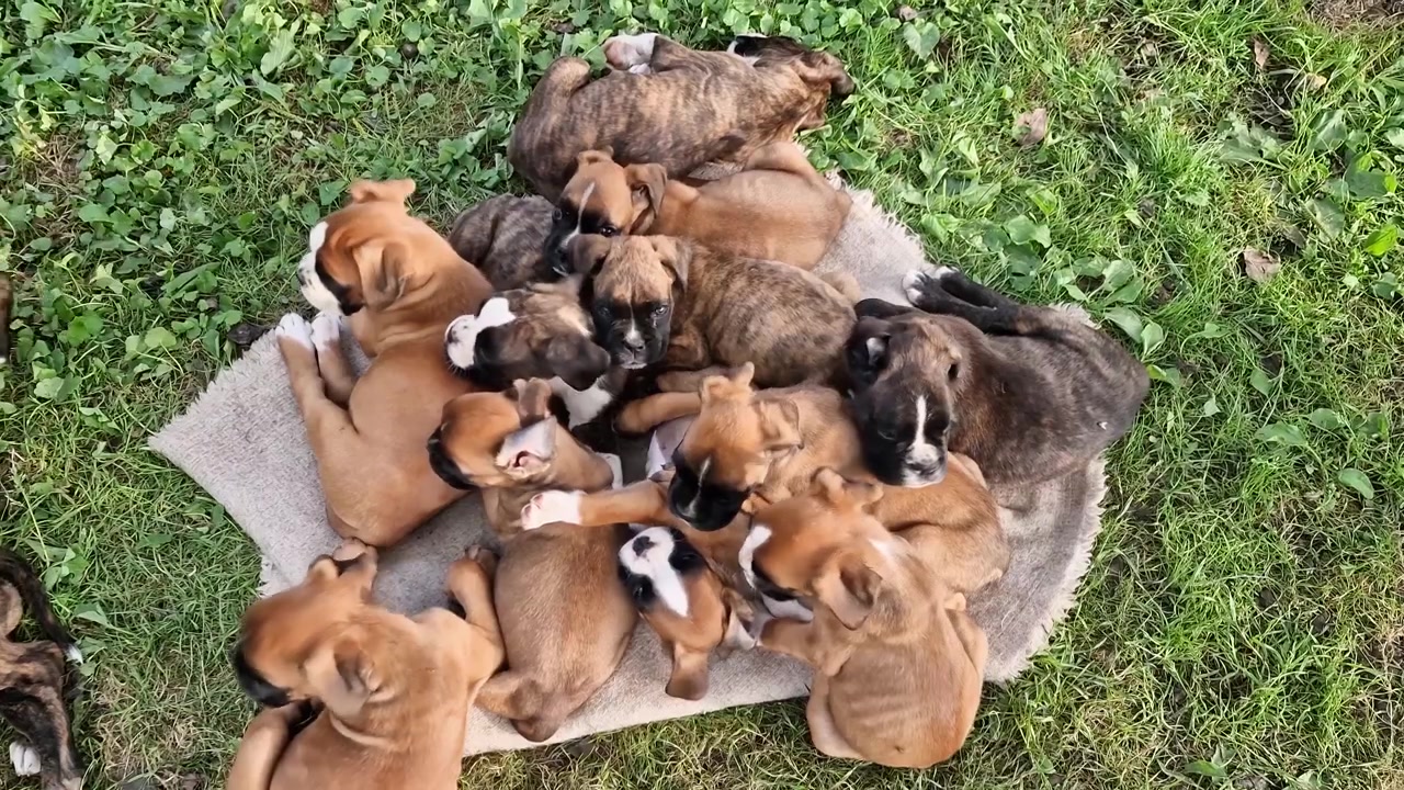Tomada de cima para baixo em ângulo alto de muitos filhotes recém-nascidos de boxer alemão descansando juntos em um cobertor em um prado verde, criação orgânica de animais caninos domésticos ao ar livre.