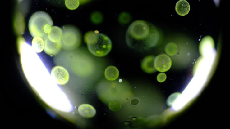 Microscopic View of Volvox Algae Colonies