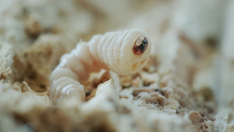 Larva-Del-Escarabajo-Triturador-En-Un-árbol-Podrido.