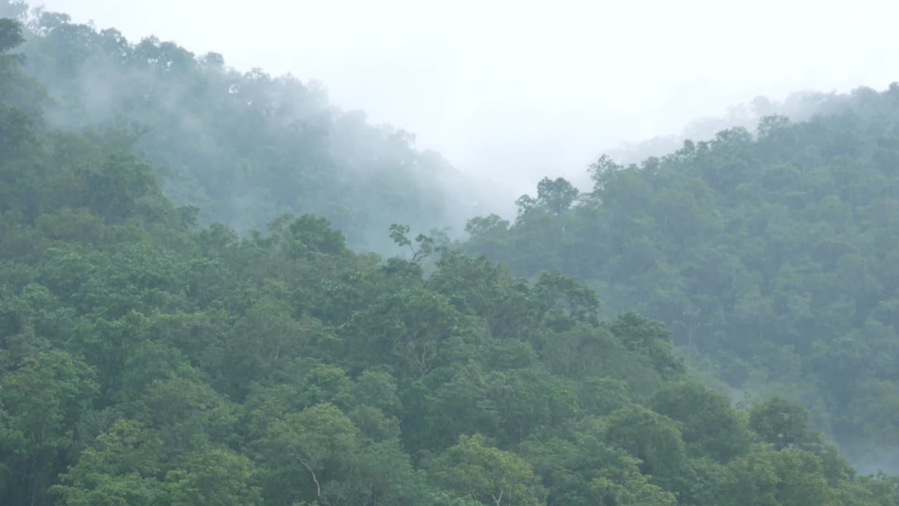 살윈 강의 열대우림