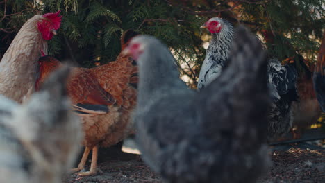 Muchos-Pollos-Y-Gallos-Domésticos-Se-Relajan,-Caminan-En-Una-Granja-De-Campo-Libre-Cerca-De-Un-árbol-En-Una-Granja-Ecológica-Casera