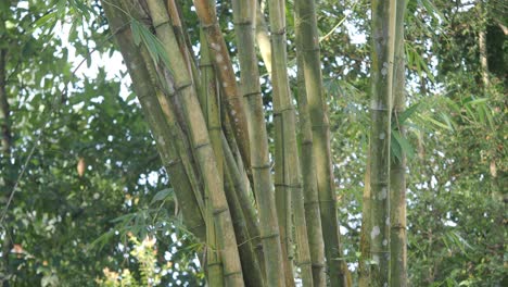 closeup of bamboo trees