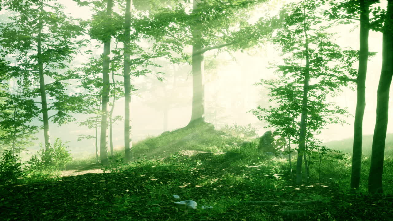 숲 속의 아름다운 아침