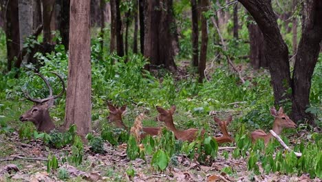 El-Ciervo-Del-Campo-Es-Una-Especie-En-Peligro-De-Extinción-Debido-A-La-Pérdida-De-Hábitat-Y-La-Caza