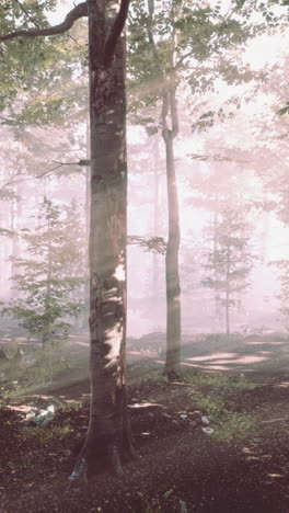 enchanted forest: sunbeams through fog