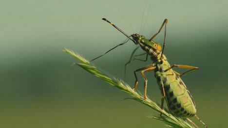 cerca de un insecto verde en una hoja de hierba